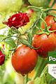 Pokon tegen Insecten Concentraat 225ml