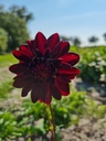 BIO Dahlia Arabian Night