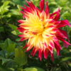 BIO Dahlia Manhattan Island