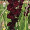 BIO Gladiool Black Sea 5 stuks