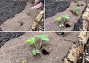 Bio-Kultura Schapenwol per meter