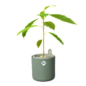 Elho Amazing avocado pot blad groen