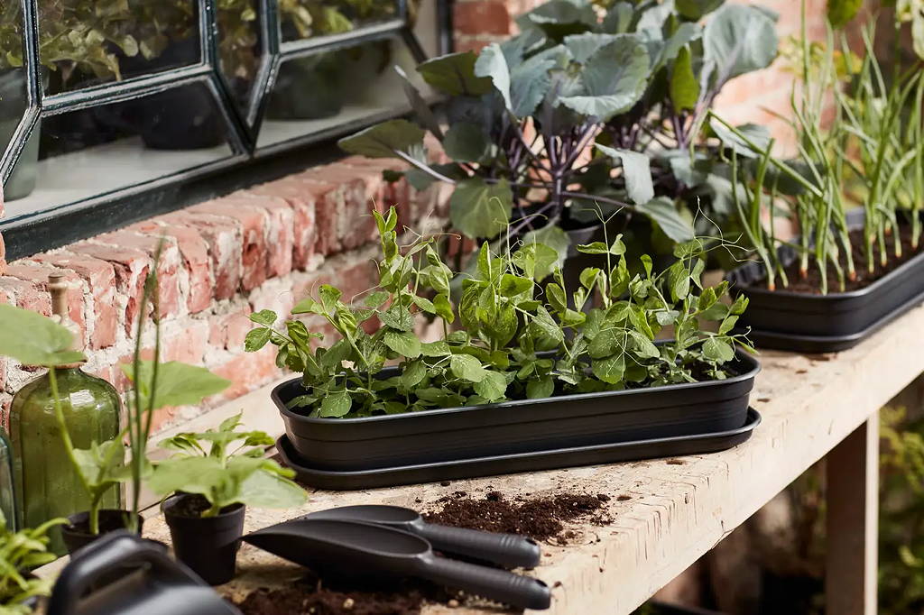 Elho Green basics Kweektray L in zwart