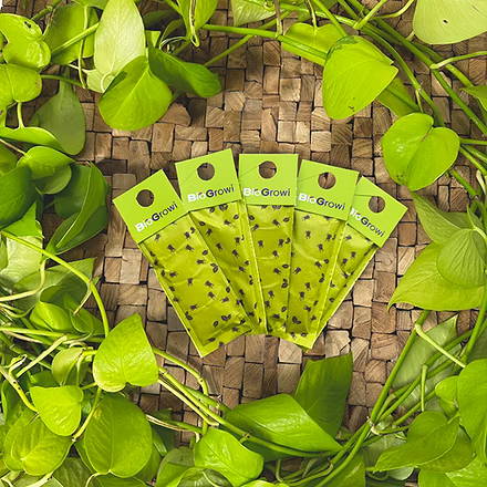 Biogroei Cucu-care 25 sachets - against thrips