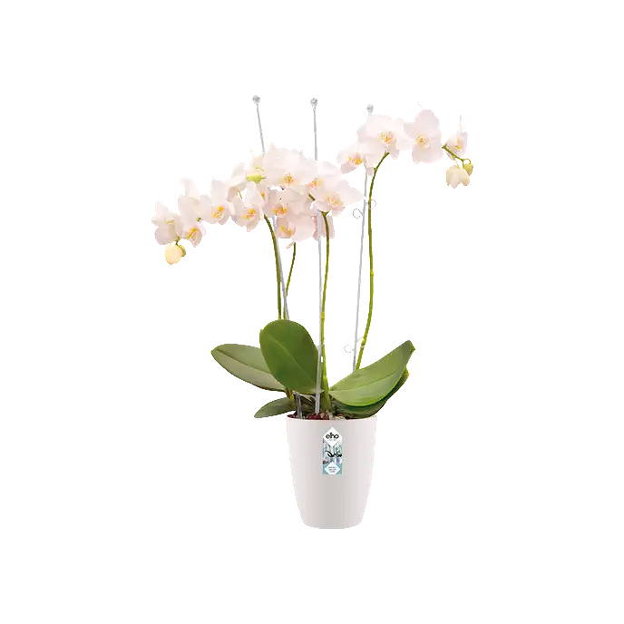 Elho Brussels orchidee hoog 12,5 cm wit