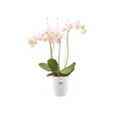 Elho Brussels orchidee hoog 12,5 cm wit