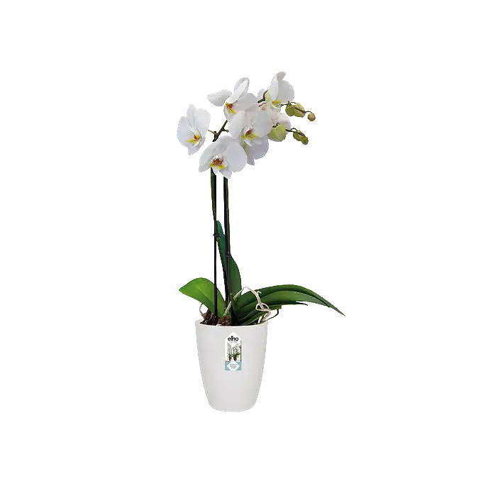 Elho Brussels orchidee hoog 12,5 cm wit