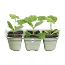 Elho Green basics zaaitray 22 cm steengroen