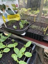 Bio-Kultura bio potgrond 40L