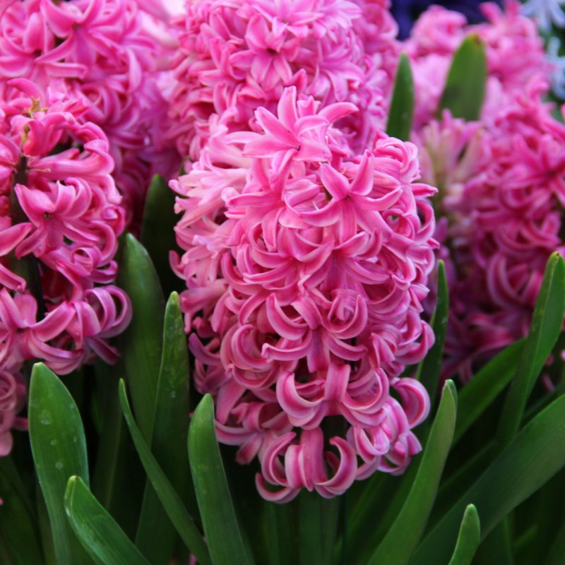 Hyacinthus Pink Pearl Bio ( per 5)