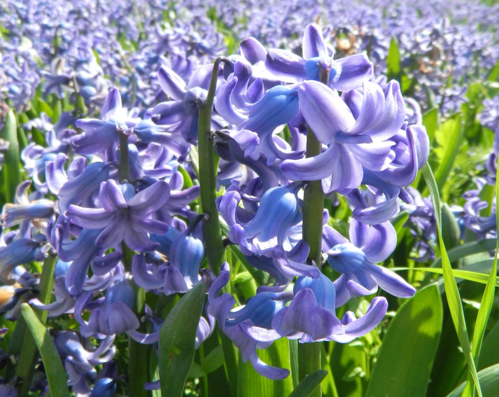 Hyacinthus Delft Blue Bio ( 5 Stuks)