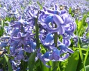 Hyacinthus Delft Blue Bio ( 5 Stuks)