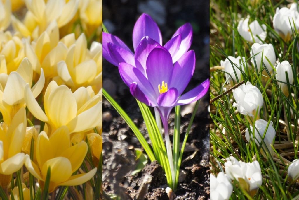 Crocus species mix Bio ( per 10 stuks)