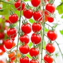 De Bolster Cherrytomaat 'Bartelly F1'