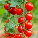 De Bolster Cherrytomaat 'Bartelly F1'