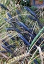 De zaderij Utregse Blauwe  tarwe/ graan