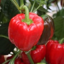 De Bolster Blokpaprika Olly F1