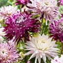 Dahlia Avignon
