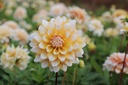 BIO Dahlia Seattle p/s