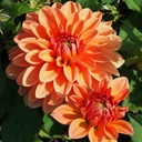 BIO Dahlia Summerflame p/s