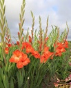 BIO Gladiool Live Oak 5 stuks