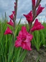 BIO Gladiool Kingston Ruffle