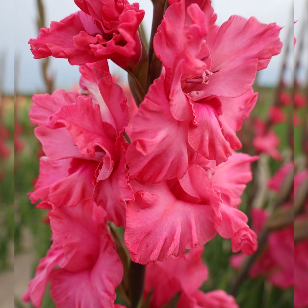 BIO Gladiool Kingston Ruffle