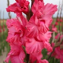 BIO Gladiool Kingston Ruffle