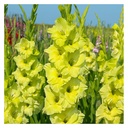 BIO Gladiool Kio 5 stuks