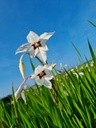 BIO Acidanthera 10 stuks