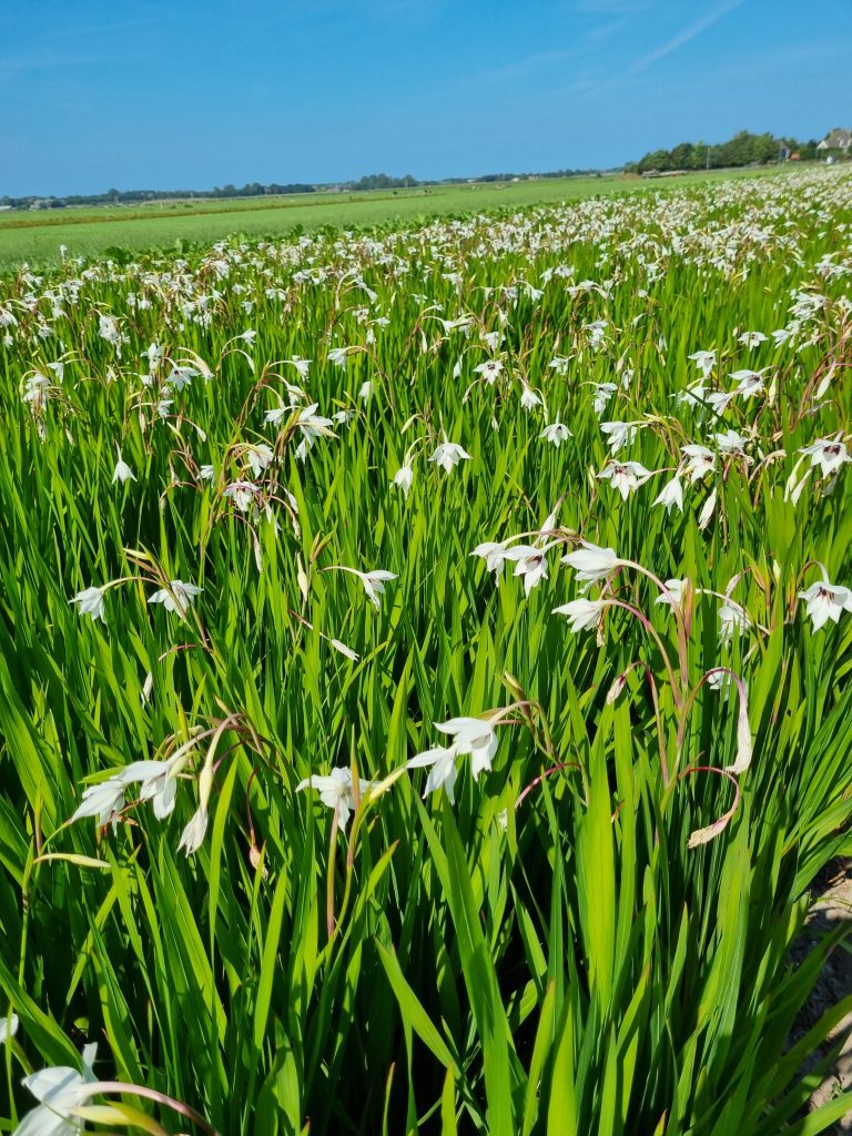 BIO Acidanthera 10 stuks