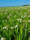 BIO Acidanthera 10 stuks