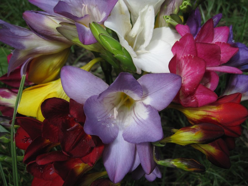 BIO Freesia, mix (10 stuks)