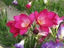 BIO Freesia, mix (10 stuks)
