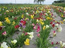BIO Freesia, mix (10 stuks)