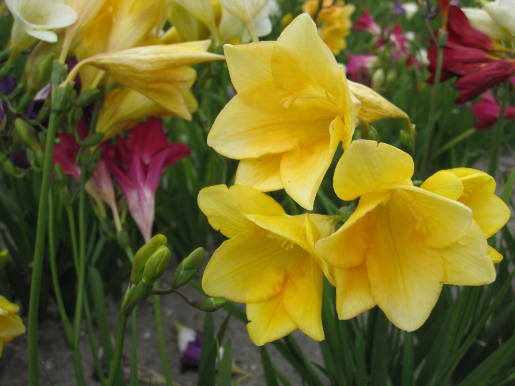 BIO Freesia, mix (10 stuks)