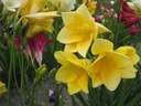 BIO Freesia, mix (10 stuks)