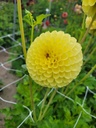 BIO Dahlia Golden Torch p/s