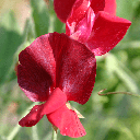 De Bolster Lathyrus