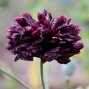 De Bolster Papaver 'Black Paeony'