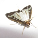 Rootsum Feromooncapsule Buxusmot (Cydalima perspectalis)