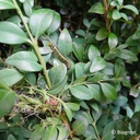 Rootsum BUXUSMOT FEROMOONVAL | Incl 4 feromonen - Cydalima perspectalis