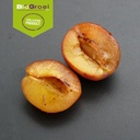 Rootsum Deltaval Pruimenmot | Incl 2 feromonen (Cydia funebrana)