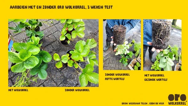Oro Wolkorrel 2kg