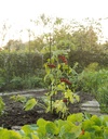 Nature Tomatensteun driehoek 3xH150cm x Ø11mm