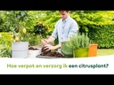 DCM Vloeibare MeststofOlijf/Vijg/ Citrus0,8L