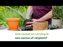 Potgrond Cactus &Vetplanten BIO 10L|