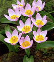 Bio Tulipa bakerii 'Lilac Wonder' 5 stuks
