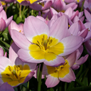 Bio Tulipa bakerii 'Lilac Wonder' 5 stuks