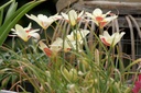 Bio Tulipa clusiana ‘Tinka’ 5 stuks